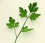 parsley